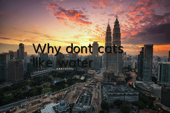 Why don't cats like water?