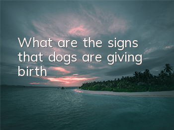What are the signs that dogs are giving birth?