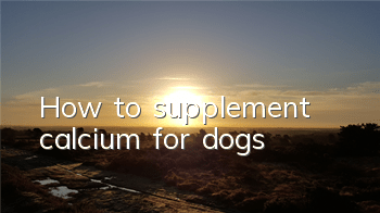 How to supplement calcium for dogs