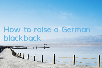How to raise a German blackback