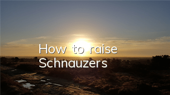 How to raise Schnauzers