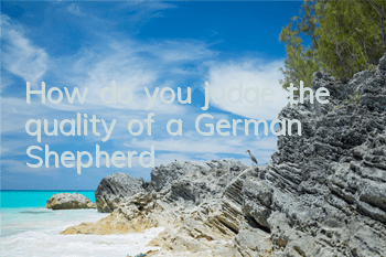 How do you judge the quality of a German Shepherd?