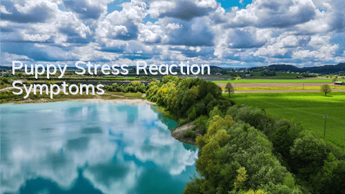 TPuppy Stress Reaction Symptoms