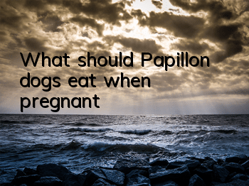 What should Papillon dogs eat when pregnant?
