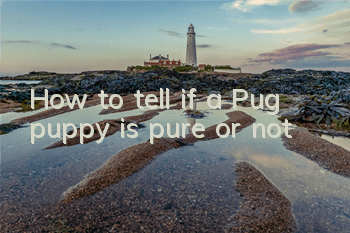How to tell if a Pug puppy is pure or not?