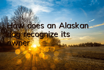 How does an Alaskan dog recognize its owner?