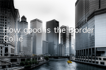 How good is the Border Collie?