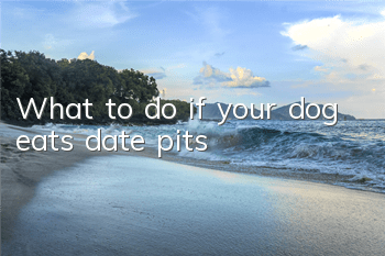 TWhat to do if your dog eats date pits