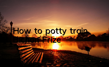 How to potty train Bichon Frize