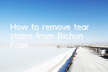 How to remove tear stains from Bichon Frize