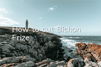 How to cut Bichon Frize