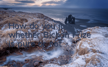 How do you judge whether Bichon Frize is pure or not?