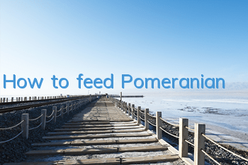 How to feed Pomeranian