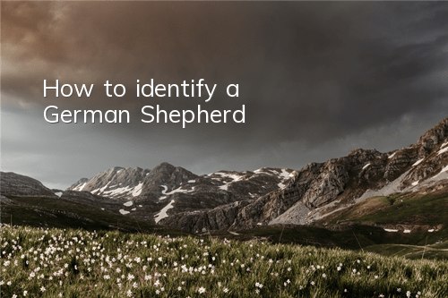 How to identify a German Shepherd