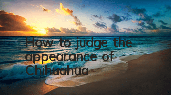 How to judge the appearance of Chihuahua