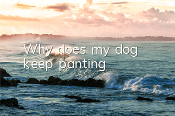 TWhy does my dog ​​keep panting?