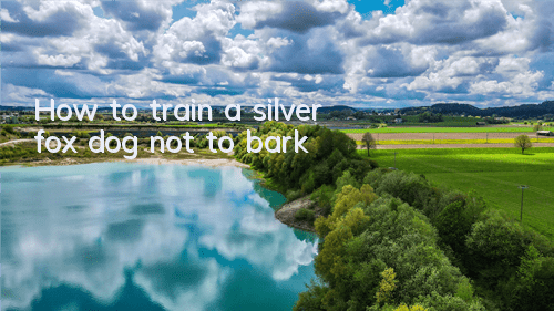 How to train a silver fox dog not to bark
