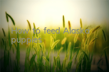 How to feed Alaska puppies