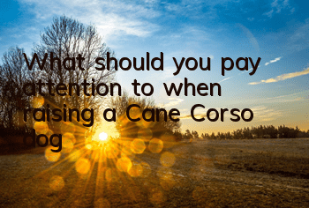 What should you pay attention to when raising a Cane Corso dog?