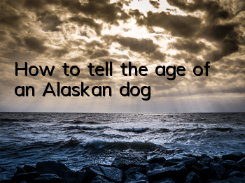 How to tell the age of an Alaskan dog