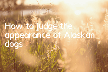 How to judge the appearance of Alaskan dogs