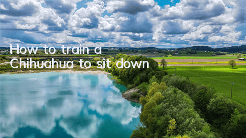 How to train a Chihuahua to sit down
