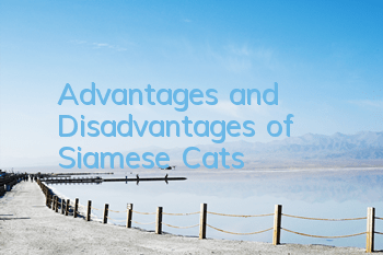 Advantages and Disadvantages of Siamese Cats