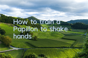 How to train a Papillon to shake hands