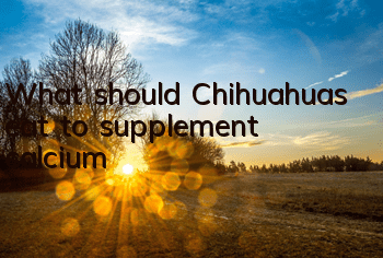 What should Chihuahuas eat to supplement calcium?