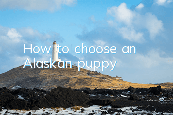 How to choose an Alaskan puppy