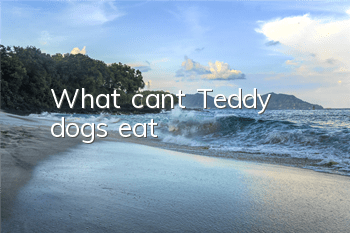 What can’t Teddy dogs eat?