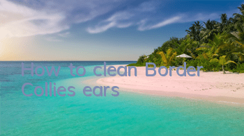 How to clean Border Collie’s ears