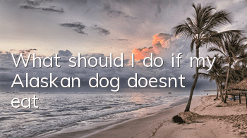 What should I do if my Alaskan dog doesn’t eat?