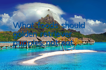 What foods should golden retriever puppies not eat?
