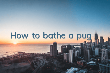 How to bathe a pug