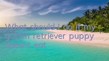 What should I do if my golden retriever puppy doesn’t eat?