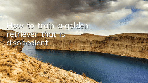 How to train a golden retriever that is disobedient