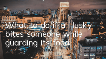 What to do if a Husky bites someone while guarding its food
