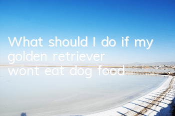 What should I do if my golden retriever won’t eat dog food?