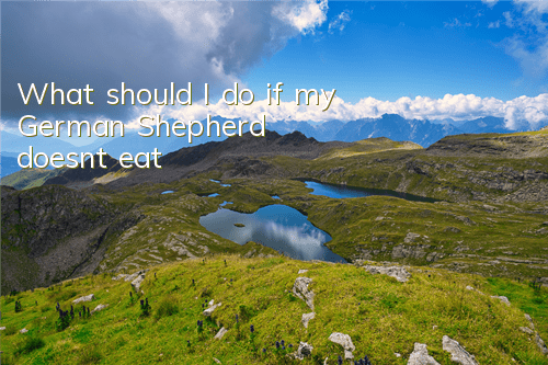 What should I do if my German Shepherd doesn’t eat?