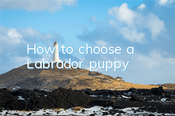 How to choose a Labrador puppy