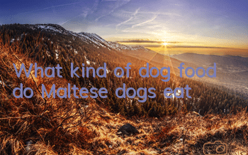 What kind of dog food do Maltese dogs eat?