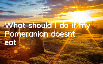 What should I do if my Pomeranian doesn’t eat?