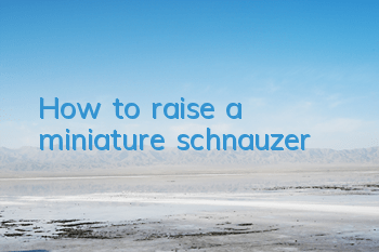 How to raise a miniature schnauzer