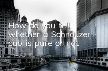 How do you tell whether a Schnauzer cub is pure or not?