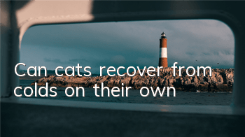 TCan cats recover from colds on their own?