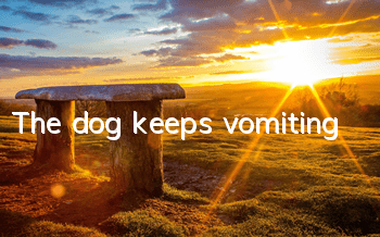 The dog keeps vomiting