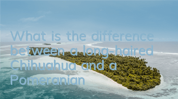 What is the difference between a long-haired Chihuahua and a Pomeranian?