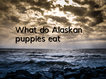 What do Alaskan puppies eat?