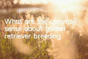 What are the common sense about golden retriever breeding?